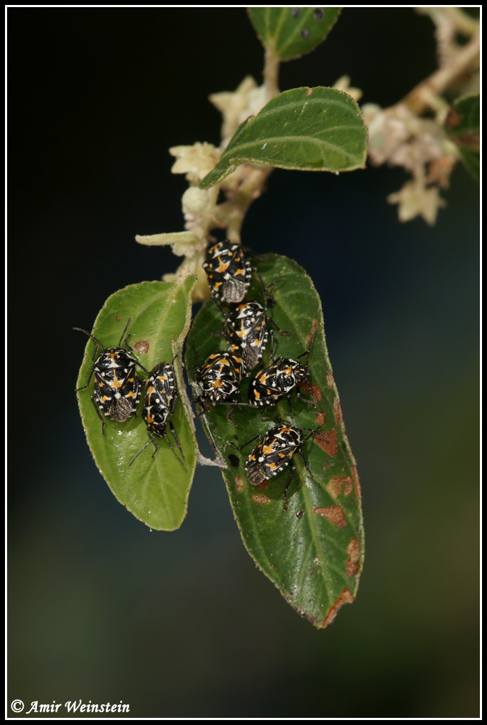 Heteroptera d''Israele